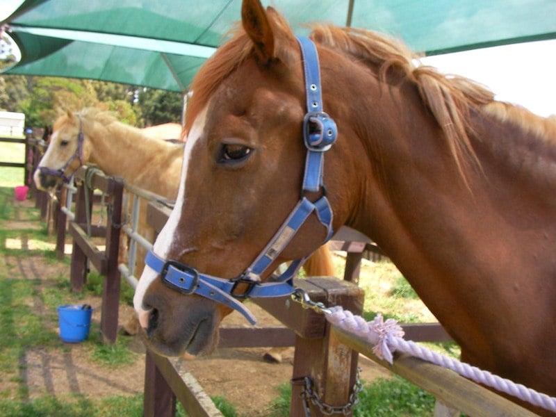 Featured of How to Measure a Horse for a Halter