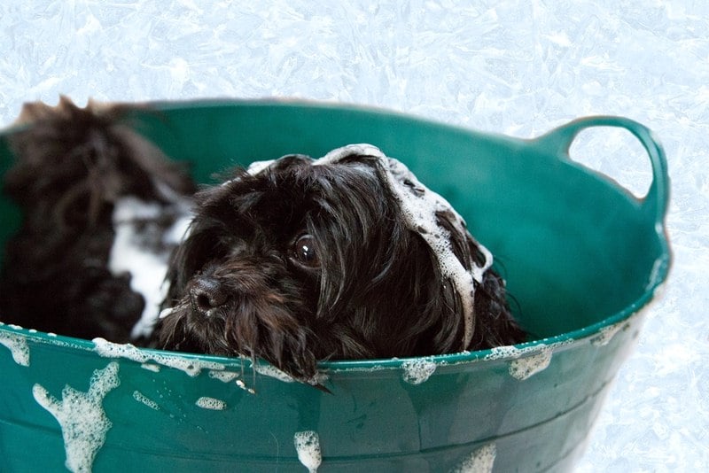 Featured of how to bathe a dog