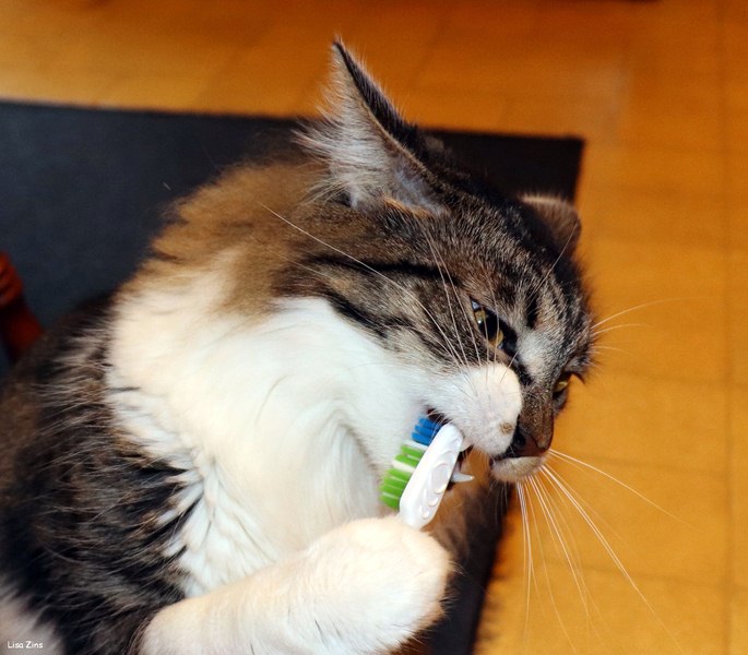 Featured of Preventing Critical Dental Hygiene Issues in Pets