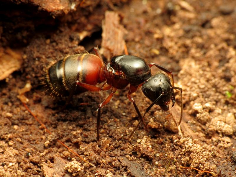 Featured of Getting Rid of Carpenter Ants - a Professional Guide