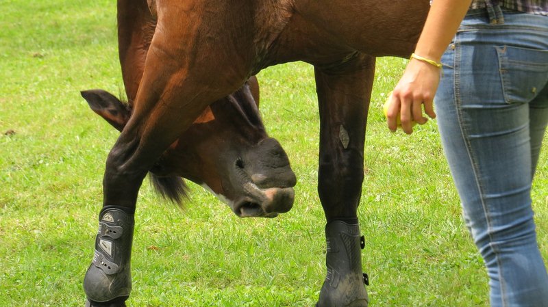 Featured image - Ten Essentials for the First-Time Horse Owner