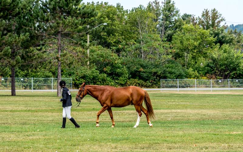 Featured image - Choosing the Right Horse Trainer for You and Your Horse