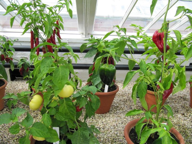 Featured image - How to Plant a Salsa Garden