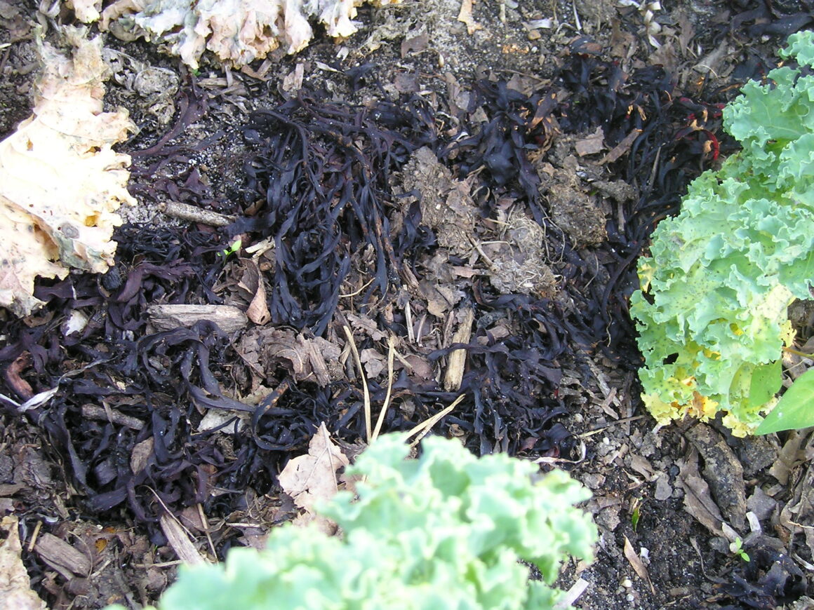 All About Options for Garden Mulch