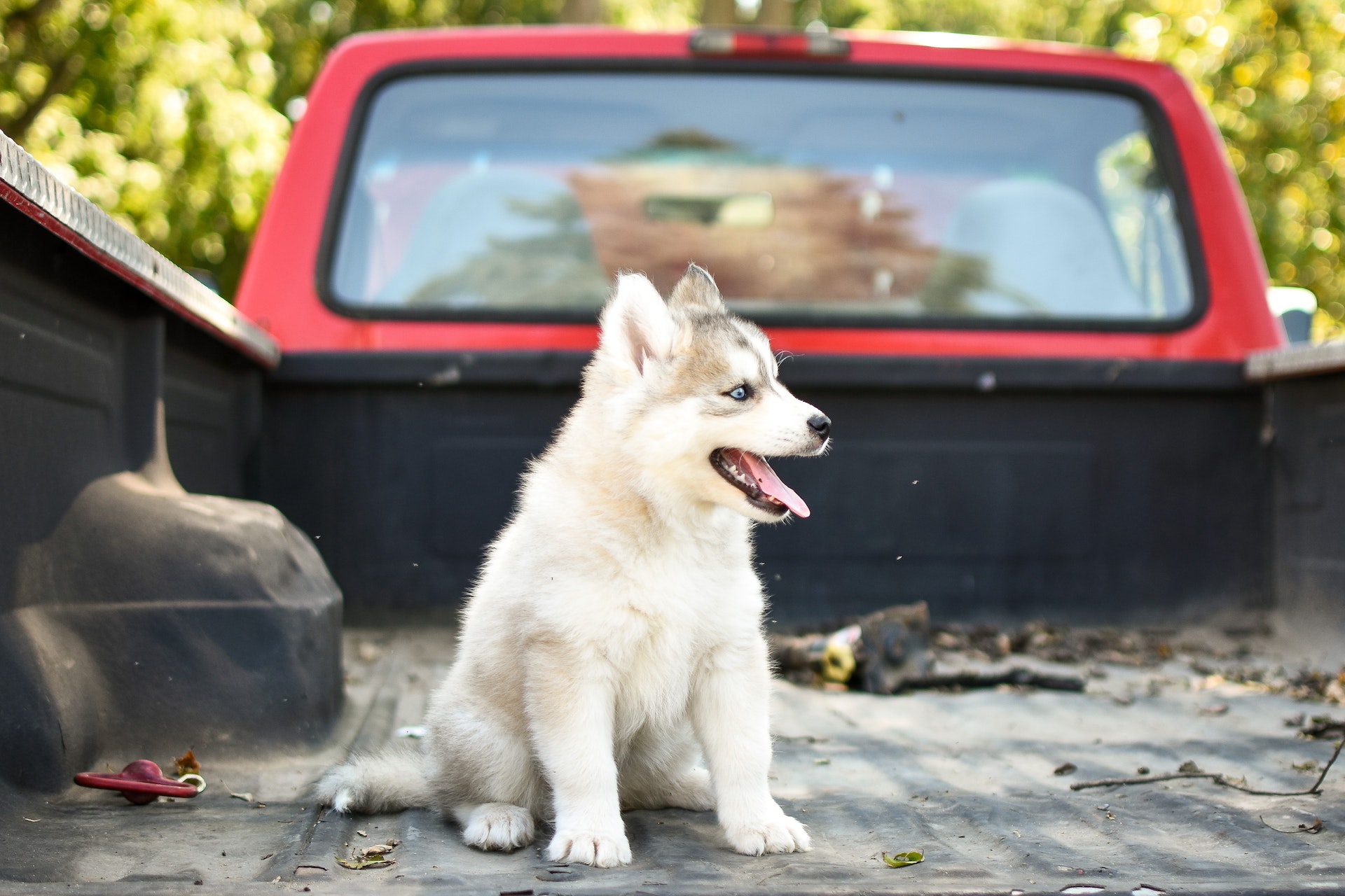 Pet Waste Removal: A Dirty but Eco-friendly Job Pet Waste Removal: A Dirty but Eco-friendly Job