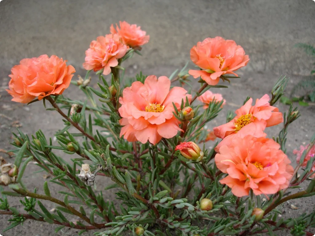 Purrslane's pretty cousin, the moss rose (Portulaca grandiflora). Purrslane's pretty cousin, the moss rose (Portulaca grandiflora).