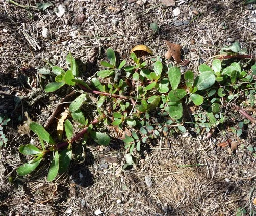 Purslane growing "wild", by a parking lot. Purslane growing "wild", by a parking lot.