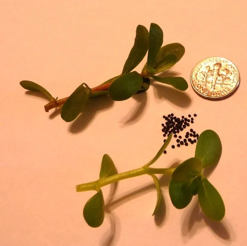 Top: common purslane, Middle: golden purslane seeds, Bottom: golden purslane seedling Top: common purslane, Middle: golden purslane seeds, Bottom: golden purslane seedling