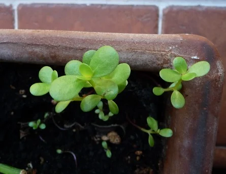 Golden purslane growing in my windowsill Golden purslane growing in my windowsill