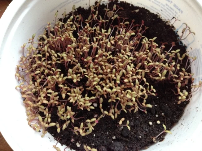 Golden purslane seedlings, 11 days old Golden purslane seedlings, 11 days old