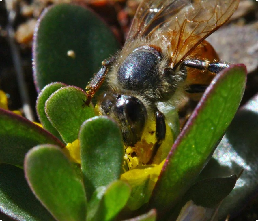 A purslane plant receiving attentions from a bee. A purslane plant receiving attentions from a bee.