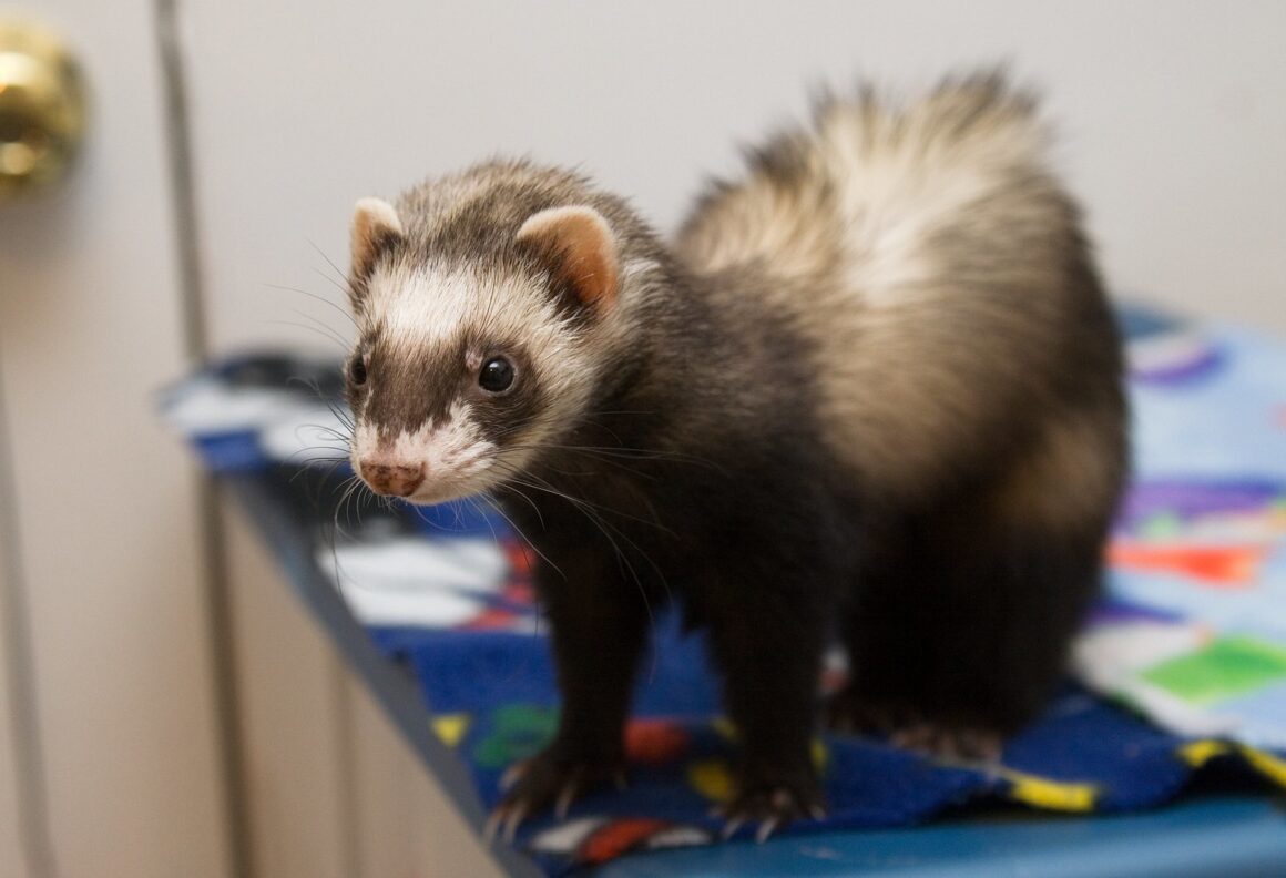 Building a Ferret Cage from Scratch
