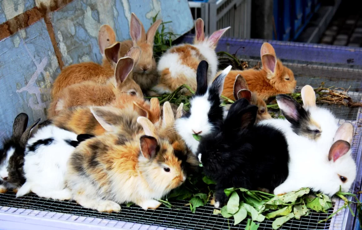 Raising Rabbits for Meat (Start up and Costs)