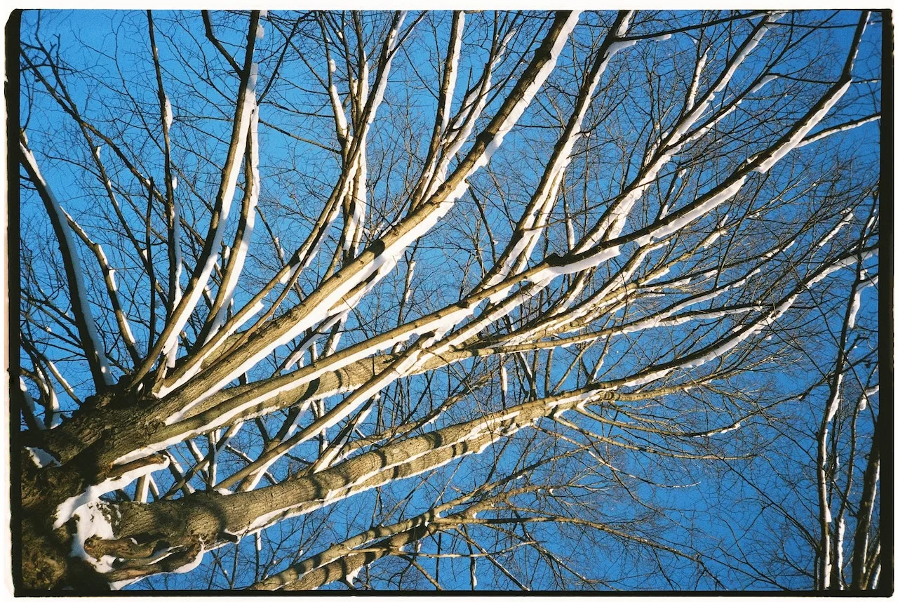 Trees and shrubs are best moved when they're dormant Trees and shrubs are best moved when they're dormant