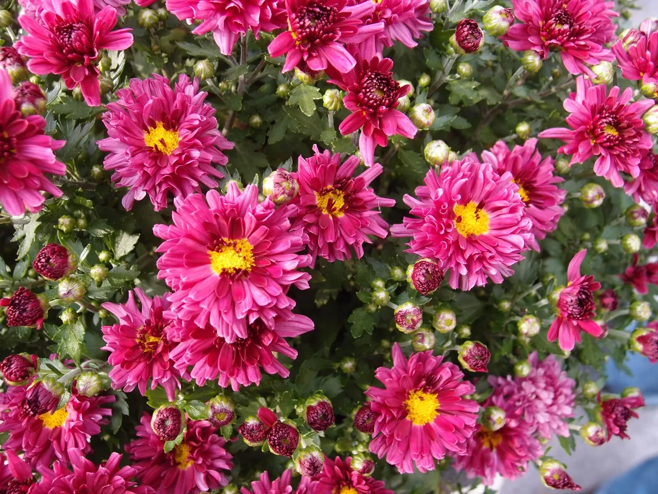 Mums need to be divided every few years Mums need to be divided every few years