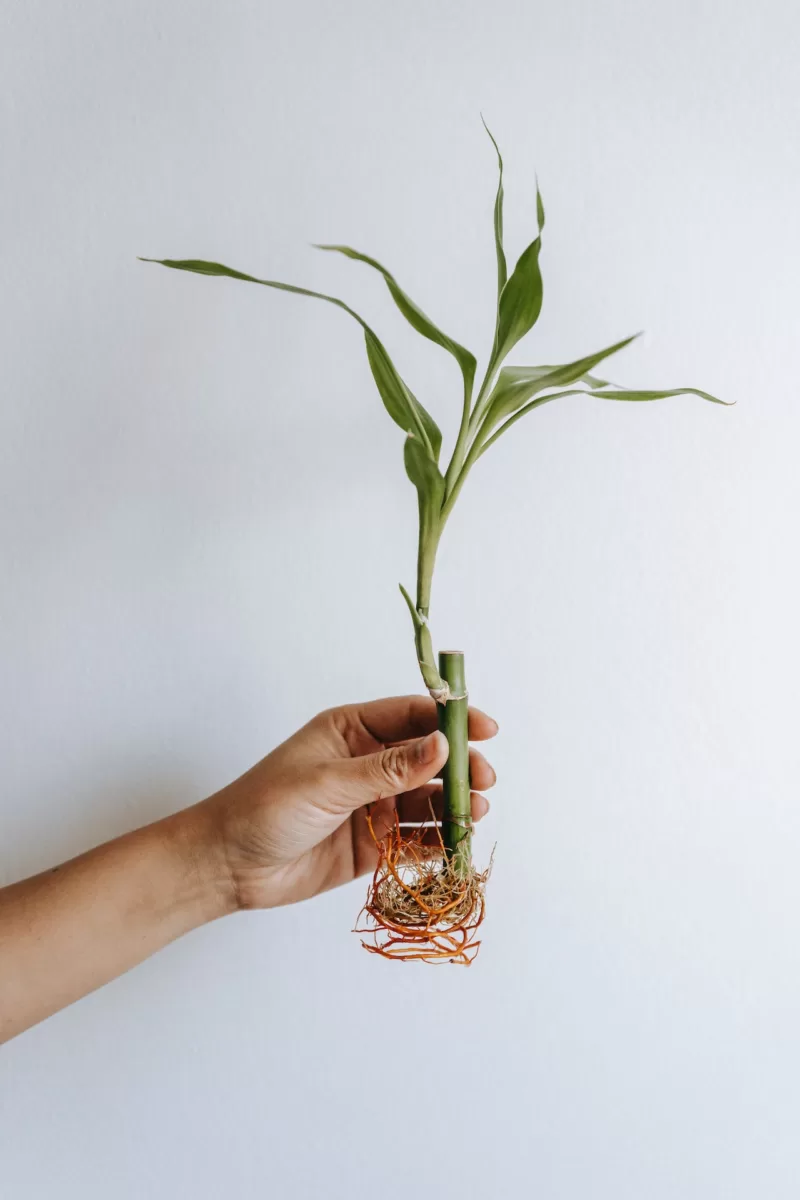 The challenge is to move the plant without hurting the roots The challenge is to move the plant without hurting the roots
