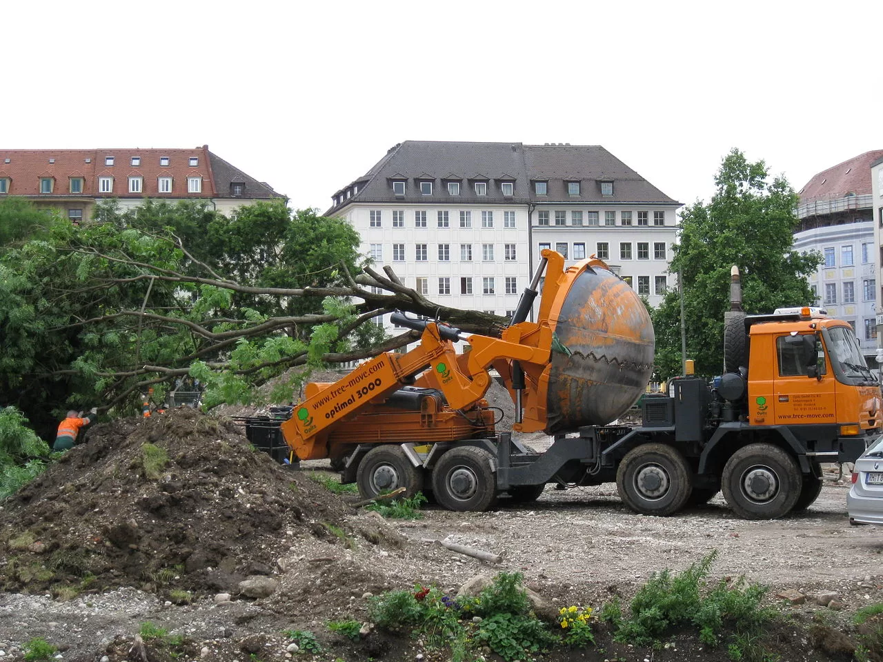 If the tree is too big, you may need to hire a professional tree mover If the tree is too big, you may need to hire a professional tree mover