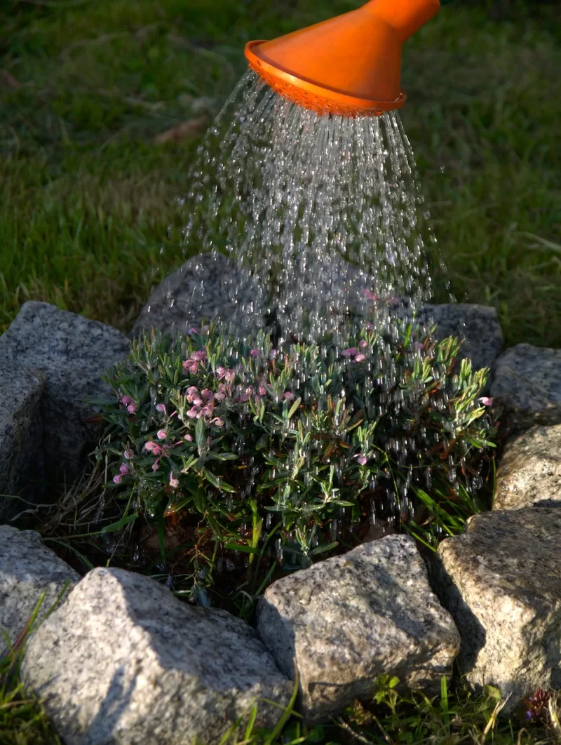 Frequent and deep waterings encourage vigorous root development Frequent and deep waterings encourage vigorous root development