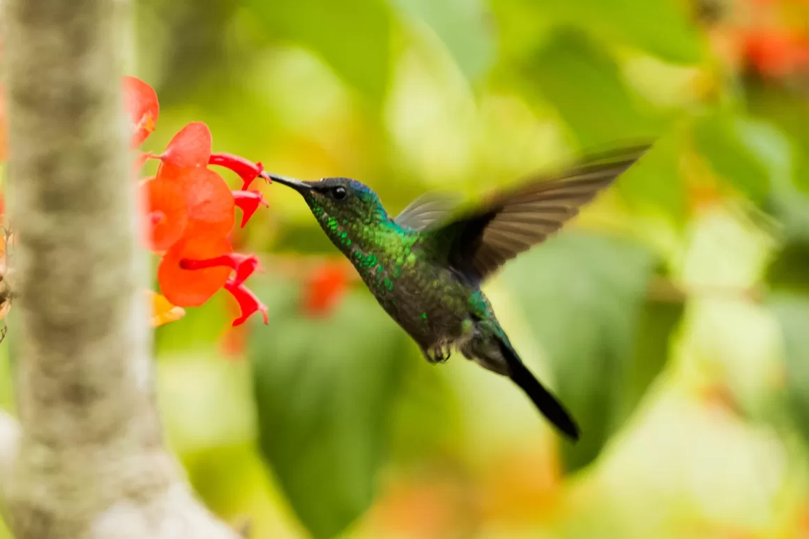 A Hummingbird Haven in Your Backyard