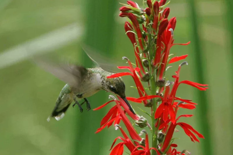Hummingbird feeding at a honeysuckle flower Hummingbird feeding at a honeysuckle flower