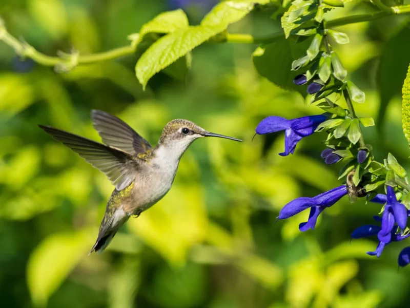 Hummingbirds particularly enjoy tubular or trumpet-shaped flowers Hummingbirds particularly enjoy tubular or trumpet-shaped flowers