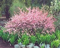 Perennials hide the legginess of this double flowering plum Perennials hide the legginess of this double-flowering plum