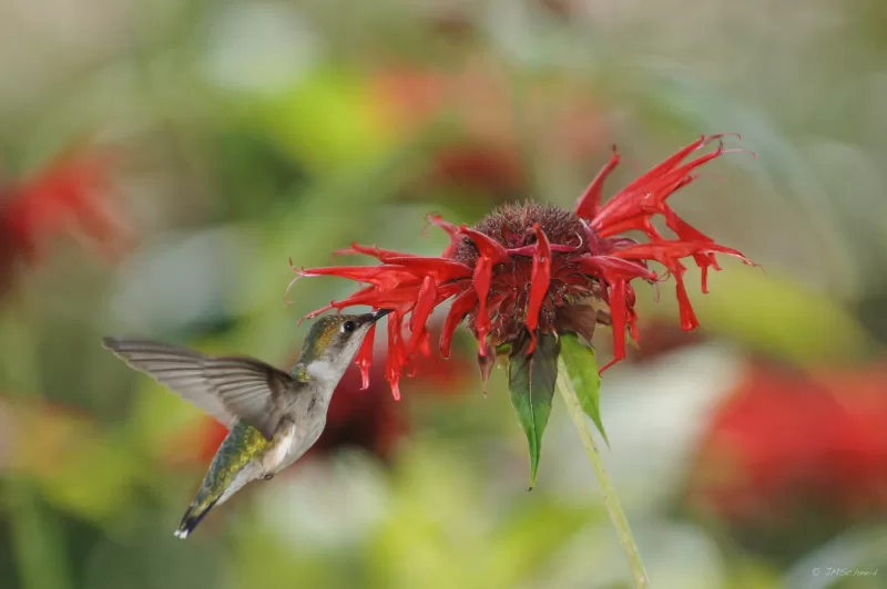 Plant Monarda (bee balm) to attract hummingbirds to your garden Plant Monarda (bee balm) to attract hummingbirds to your garden