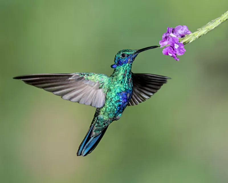 It's true - you can have hummingbirds in your yard! It's true - you can have hummingbirds in your yard!