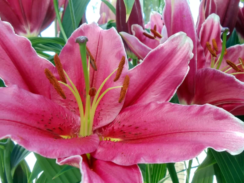 'Coral Fashion' lily image - 'Coral Fashion' lily