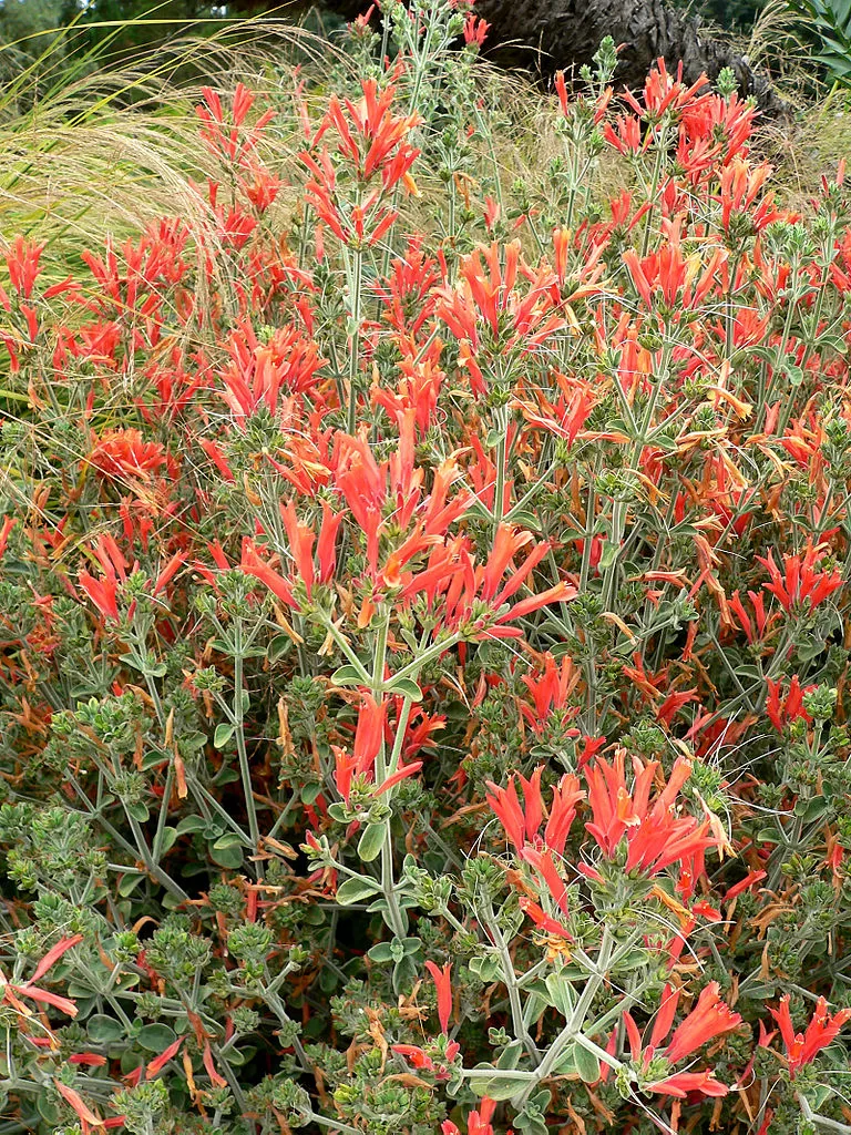 Dicliptera suberecta Dicliptera suberecta