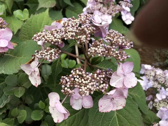Evidence of heat stress on flowers image - Evidence of heat stress on flowers