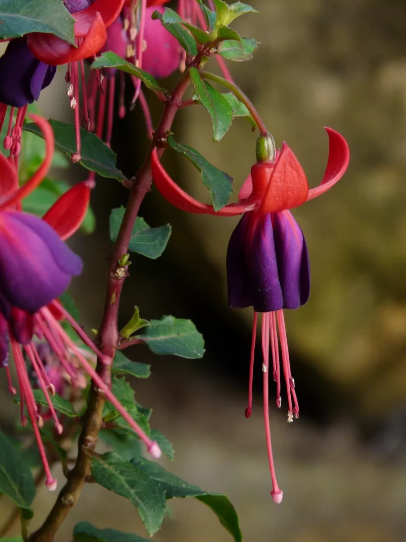 Fuchsia Fuchsia