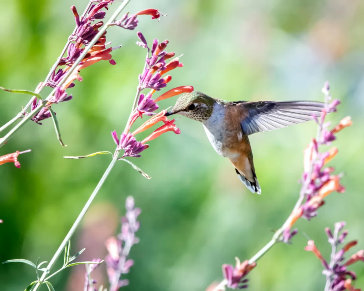 Hummingbirds