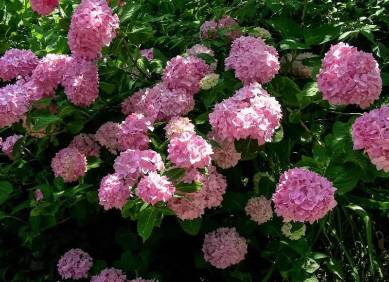 Flowers are a gorgeous pink in neutral or alkaline soils image - Flowers are a gorgeous pink in neutral or alkaline soils
