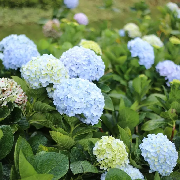 Endless Summer - a wonderful addition to northern gardens image - Endless Summer - a wonderful addition to northern gardens