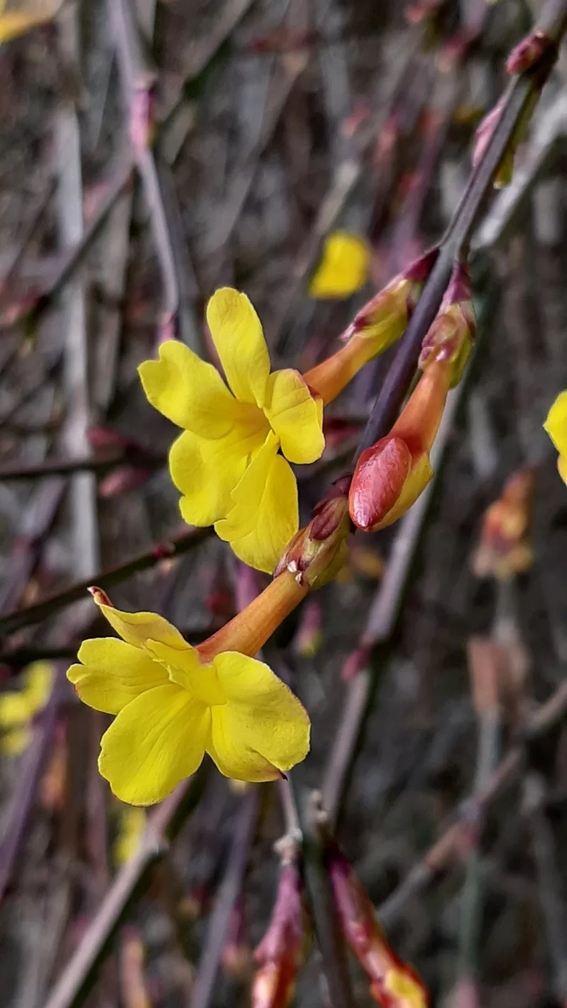Jasminum nudiflorum Winter Jasmine (Jasminum nudiflorum)