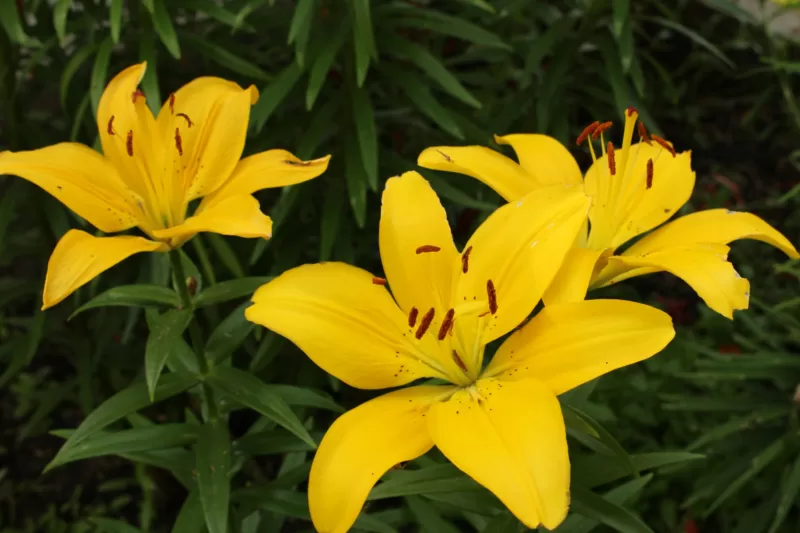 Lilies as far as the eye can see image - Lilies as far as the eye can see