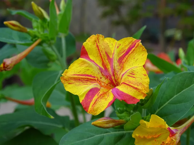 Mirabilis Mirabilis
