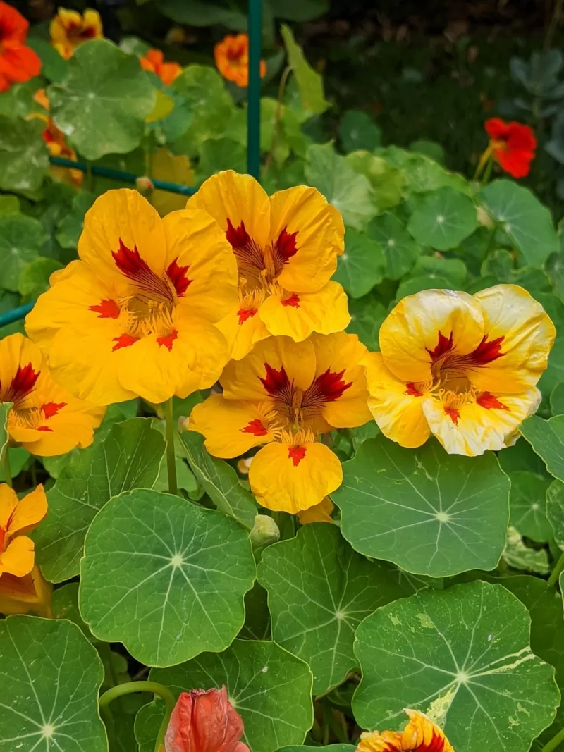 Nasturtiums Nasturtiums