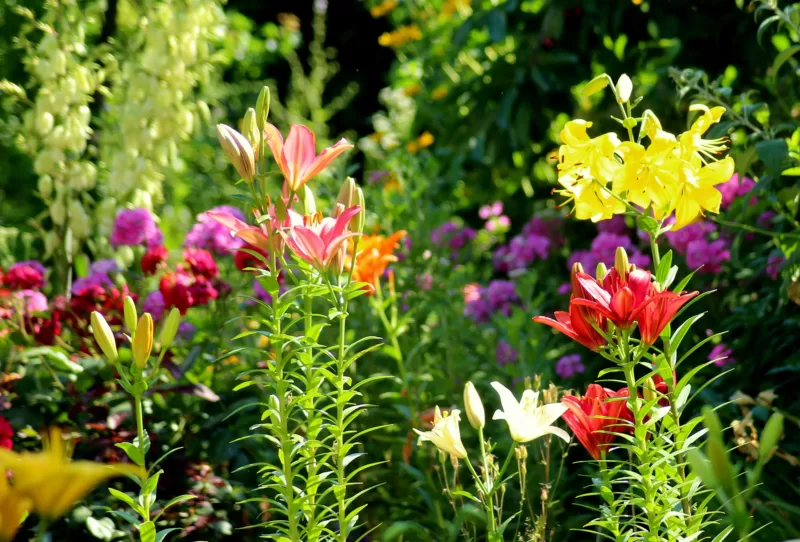 Neepawa's Elizabeth Lily Park image - Neepawa's Elizabeth Lily Park