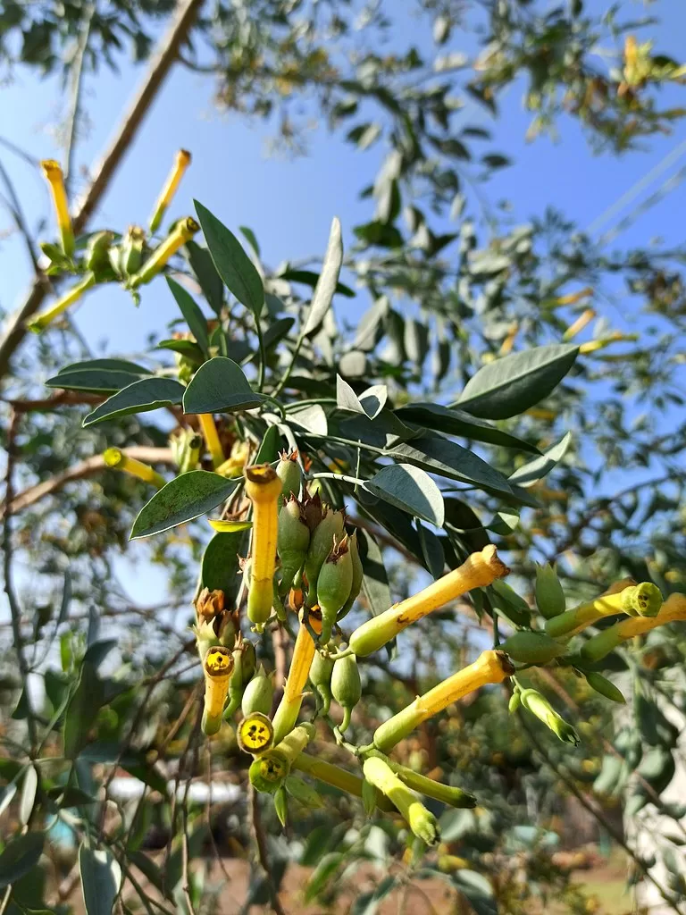 Tree Tobacco (Nicotiana glauca) Tree Tobacco (Nicotiana glauca)