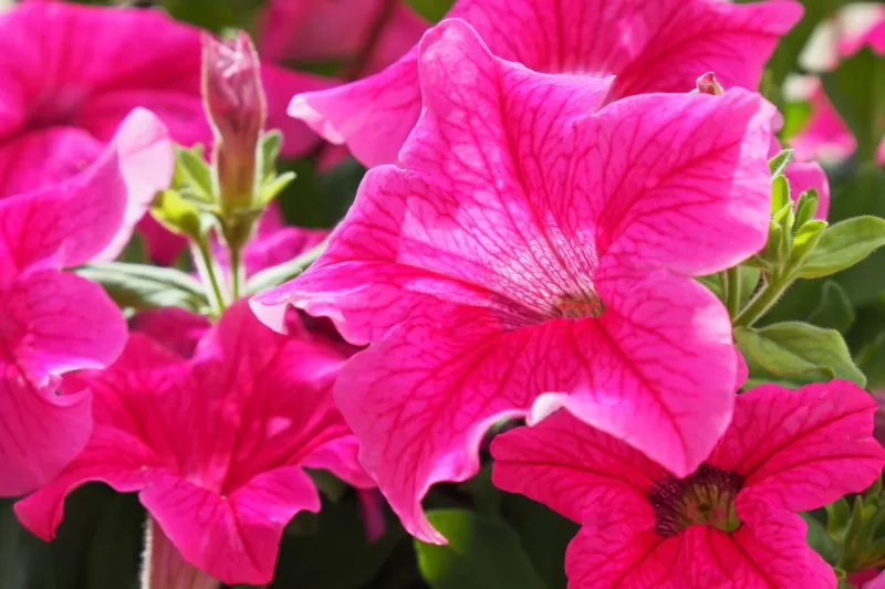 Petunia spp Petunia spp