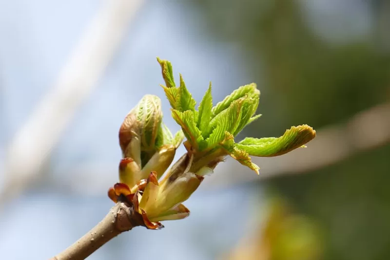 Prune back to an actively growing bud in spring image - Prune back to an actively growing bud in spring