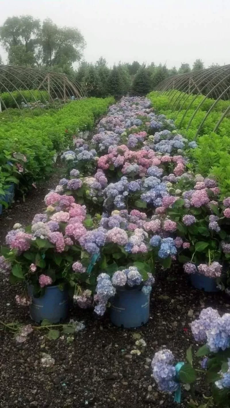Rows upon rows of pots image - Rows upon rows of pots