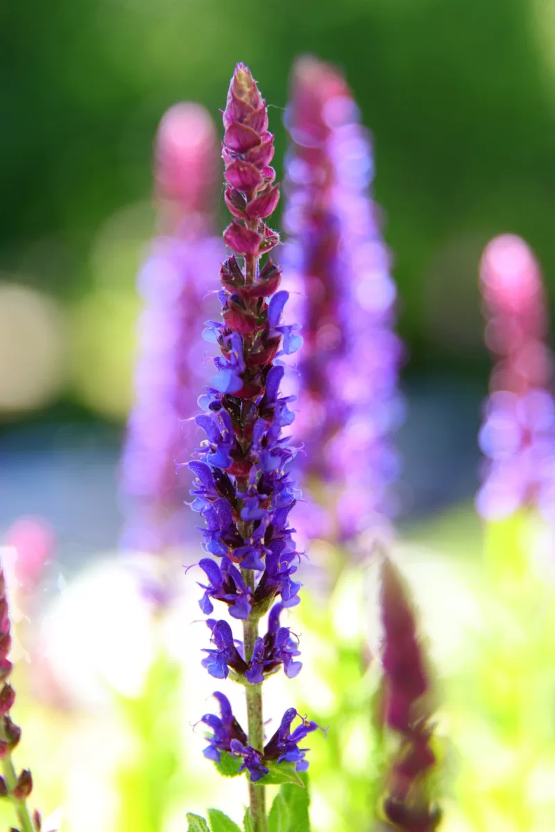Sage (salvia) Sage (salvia)