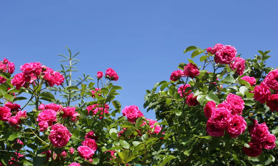 featured image - Top 10 Wish List Of A Northern Gardener