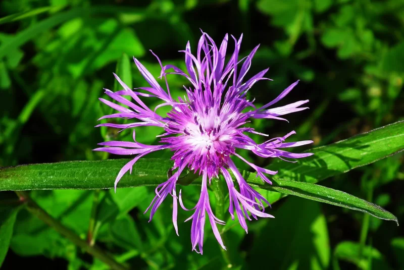 Monarda Monarda