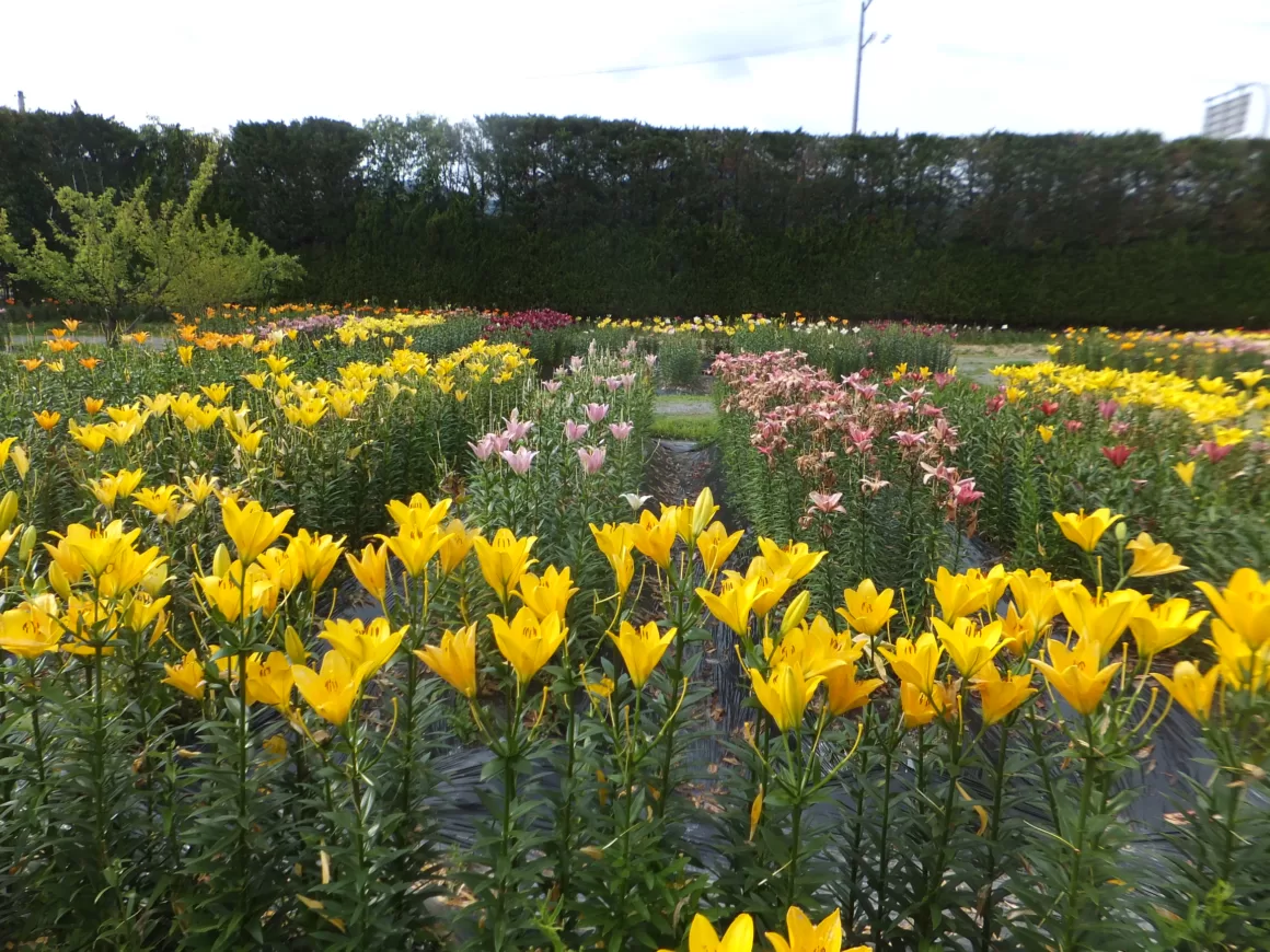 featured image - A Thousand Lilies For Every Landscape