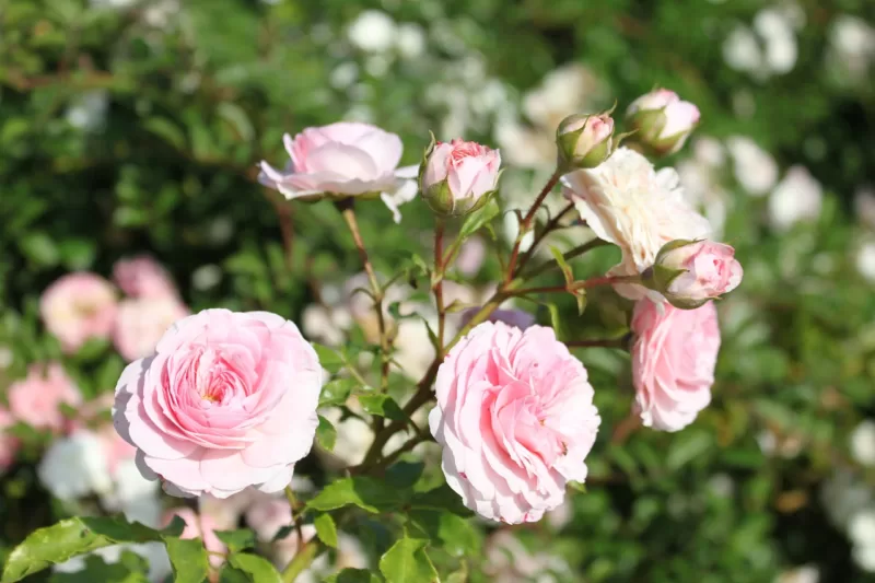 My kingdom for a truly trouble-free rose! image - My kingdom for a truly trouble-free rose!
