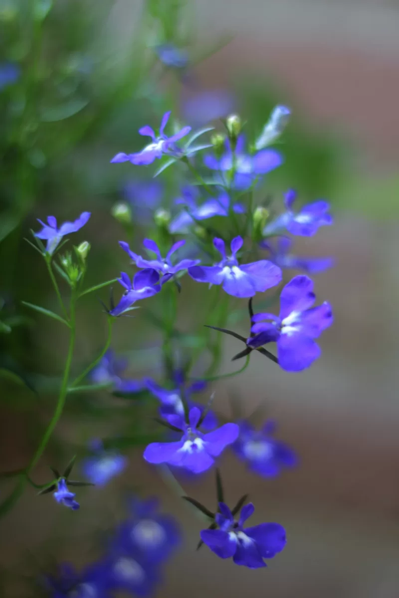 Lobelia Lobelia